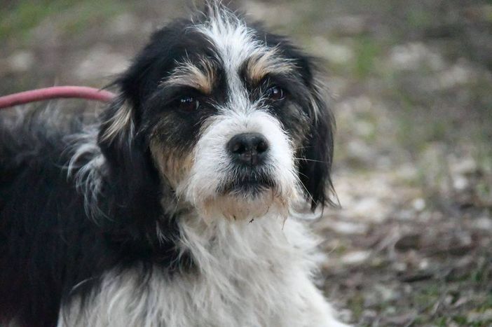 Molly e Melody Molly e Melody