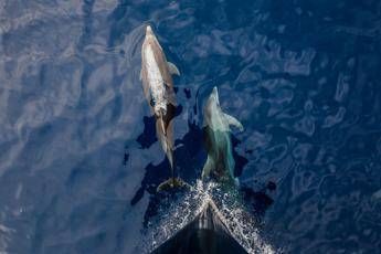 A delfini status legale esseri umani per difenderli meglio, la campagna in Corea del Sud A delfini status legale esseri umani per difenderli meglio, la campagna in Corea del Sud