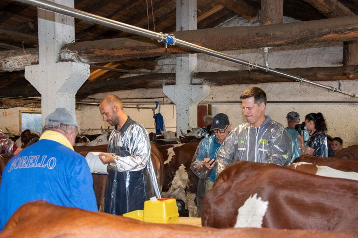 VALLE D’AOSTA, LA SFIDA SILENZIOSA CONTRO LA DERMATITE NODULARE VALLE D’AOSTA, LA SFIDA SILENZIOSA CONTRO LA DERMATITE NODULARE