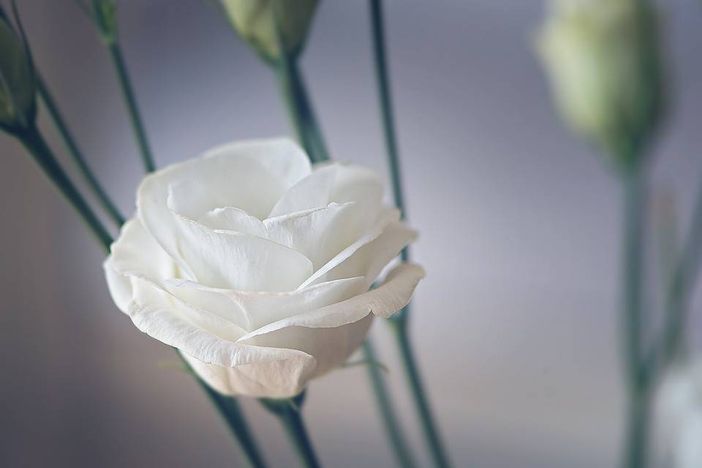 Folla ai funerali del piccolo Leonardo