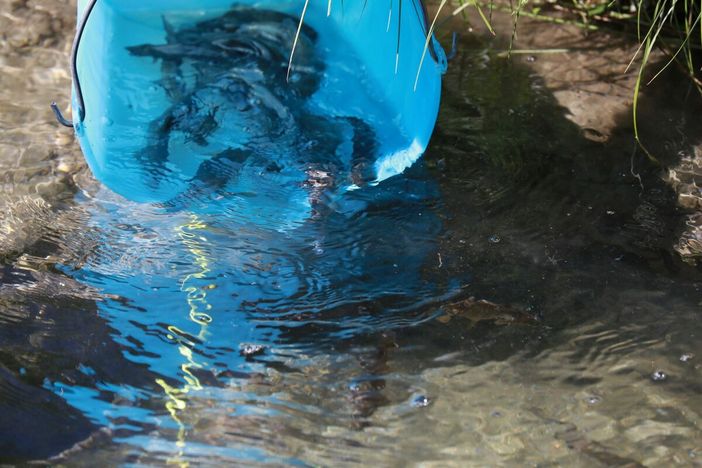 Anno 2025 – Nuove reintroduzioni di trota marmorata nei siti di intervento del progetto europeo Life GrayMarble Anno 2025 – Nuove reintroduzioni di trota marmorata nei siti di intervento del progetto europeo Life GrayMarble