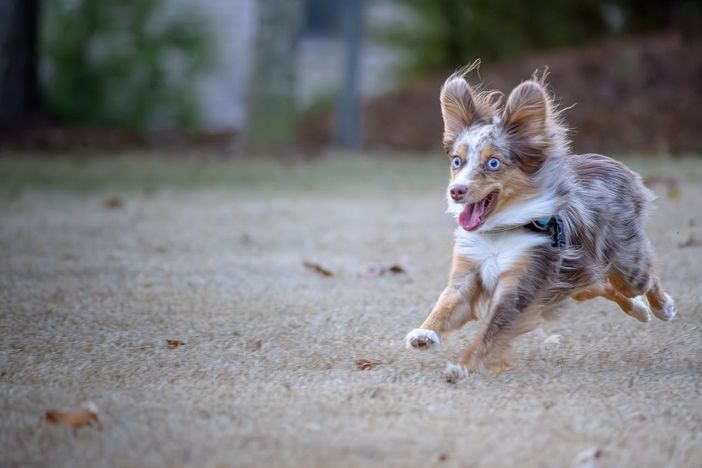 Florentero Fast: una soluzione efficace per il tuo pet durante periodi di stress e convalescenza