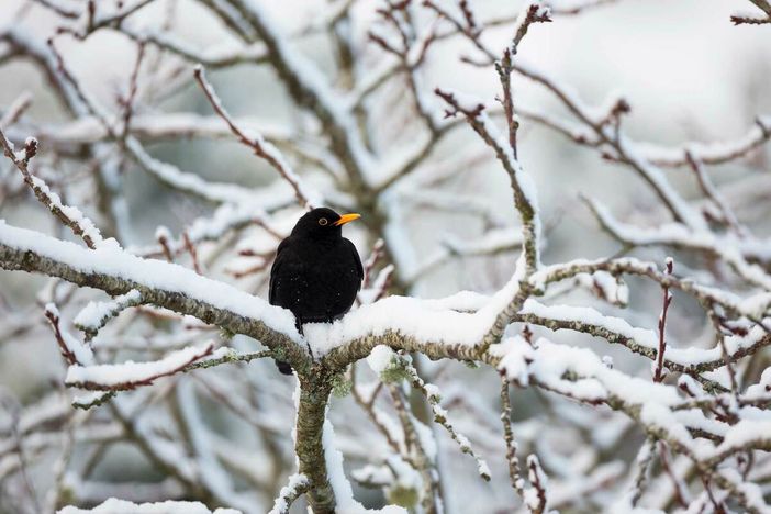 Tra merle, freddo e legno scolpito: gennaio, la Valle e i suoi riti antichi