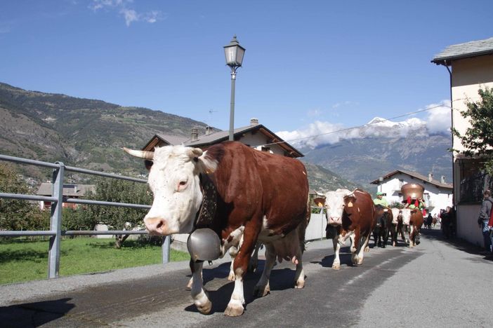 La désarpa, momento clou della festa a Gressan