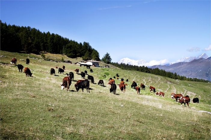 L’invecchiamento attivo e la pastorizia in Valle d'Aosta L’invecchiamento attivo e la pastorizia in Valle d'Aosta