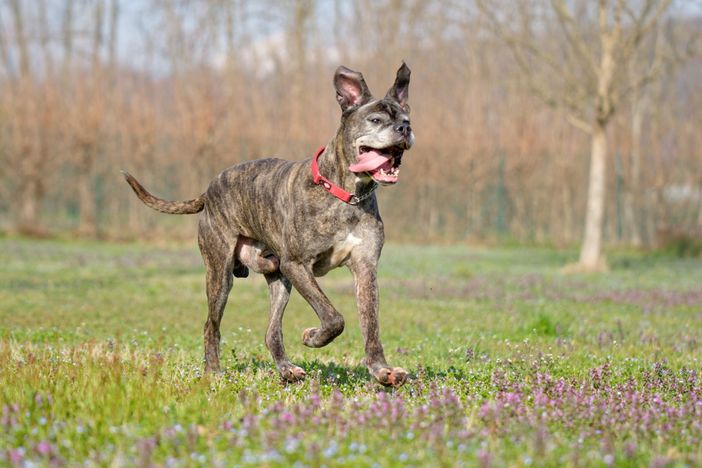 In cerca di casa In cerca di casa