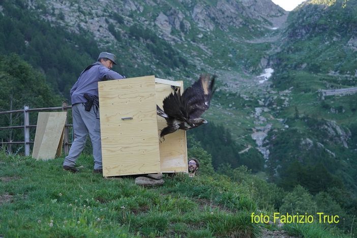 Oltre 200 ospiti al Centro Recupero Animali Selvatici regionale di Quart Oltre 200 ospiti al Centro Recupero Animali Selvatici regionale di Quart