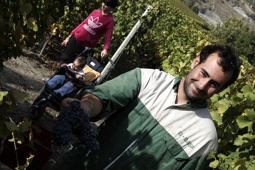 Didier Gerbelle in un suo vigneto durante la vendemmia (immagine dal sito www.tascapan.com di Mathieu Champretavy) Didier Gerbelle in un suo vigneto durante la vendemmia (immagine dal sito www.tascapan.com di Mathieu Champretavy)