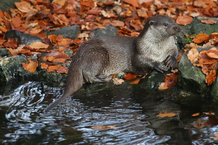 Apertura straordinaria centro visitatori Acqua e biodiversità di Rovenaud