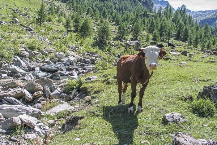 Intesa con Piemonte e Liguria per maggiore autonomia gestione fondi agricoli Intesa con Piemonte e Liguria per maggiore autonomia gestione fondi agricoli