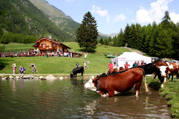 Per la dermatite bovina stop ad  “Alpages Ouverts” la festa degli alpeggi