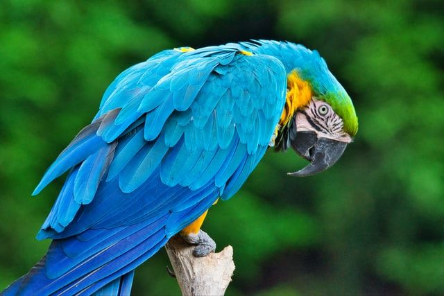 Volare è una necessità fisica e psicologica di ogni uccello