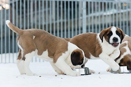 TURISMO: I cani dell'Ospice ritornano al Colle del Gran San Bernardo TURISMO: I cani dell'Ospice ritornano al Colle del Gran San Bernardo