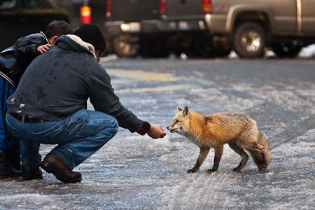 Umani e volpi quasi amici