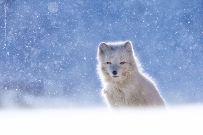 La foto 'Volpe artica nella tormenta di neve' di Samuele Parentella vince il 15esimo concorso Fondation Grand Paradis La foto 'Volpe artica nella tormenta di neve' di Samuele Parentella vince il 15esimo concorso Fondation Grand Paradis