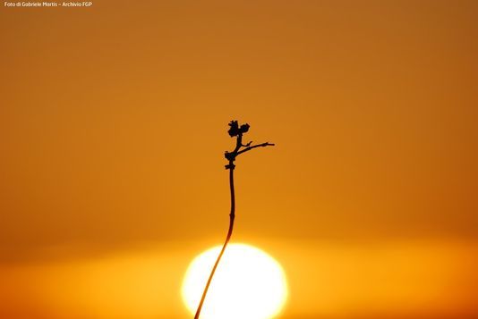 La foto che ha vinto il primo premio del concorso (arechivio Fondation Gran Paradis)