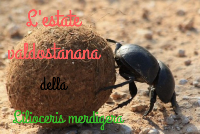 Vi racconto l’estate valdostana di Merdigera Lilioceris Vi racconto l’estate valdostana di Merdigera Lilioceris