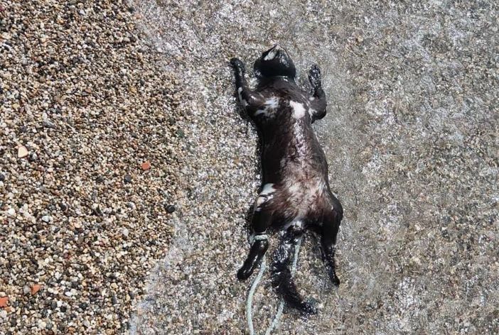 Gattino legato per le zampette e gettato in mare a Messina