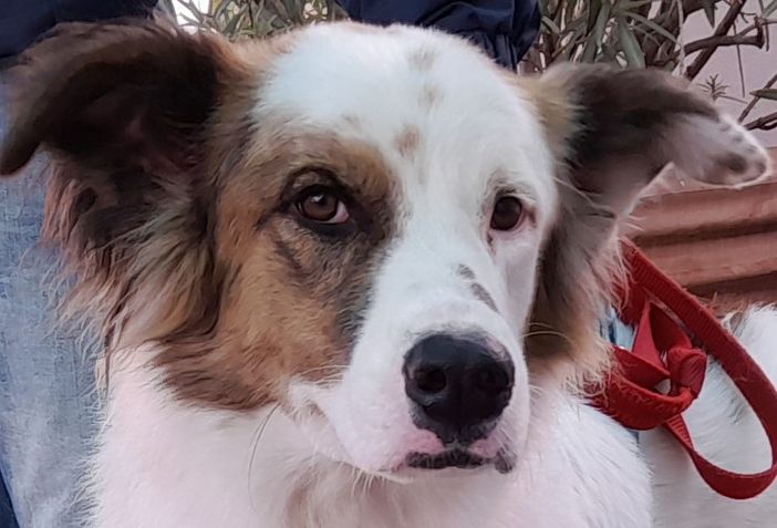 GHIACCIO ASPETTA UNA BELLA ADOZIONE