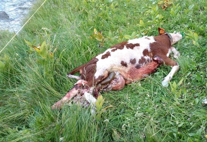 La bovina aggredita e sventrata a Ollomont