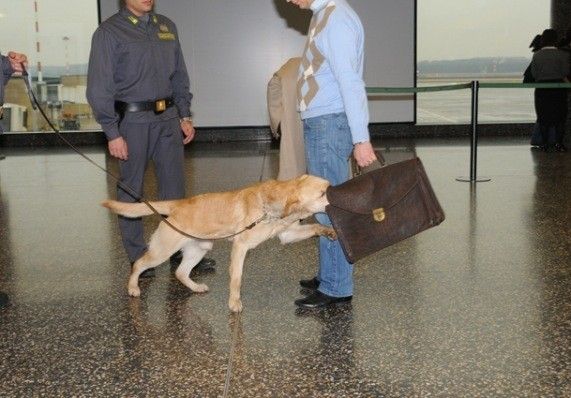 Cane 'fiuta banconote' al lavoro (immagine dal sito www.gentlesteplabrador.it)
