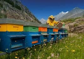 Formazione obbligatoria per allevatori e apicoltori: un’opportunità per la zootecnia valdostana