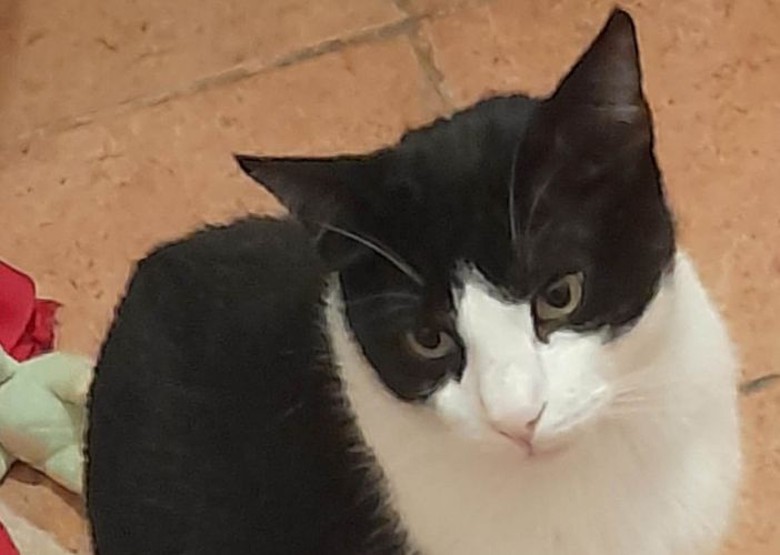 GIMBO GATTONE DOLCISSIMO CERCA URGENTEMENTE FAMIGLIA