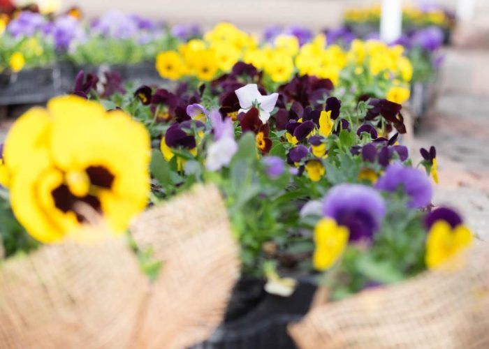 Le piazze si riempiono di Violette per la Festa della Donna Le piazze si riempiono di Violette per la Festa della Donna