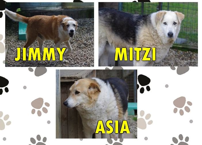 Quattro zampe in cerca di focolare amorevole Quattro zampe in cerca di focolare amorevole