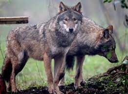 Il PD VdA entra nel corso di disapprovazione delle dichiarazioni del leghista Planaz