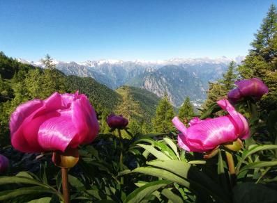 Perloz: Le Giornate della Peonia con escursioni naturalistiche Perloz: Le Giornate della Peonia con escursioni naturalistiche