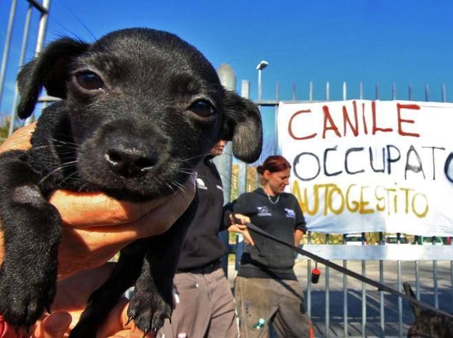 Grido di allarme dai canili italiani, 30.000 cani sono denutriti e rischiano di morire