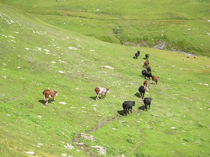 Coldiretti Valle d’Aosta - Giornata biodiversità: la nostra regione scrigno di prodotti da difendere Coldiretti Valle d’Aosta - Giornata biodiversità: la nostra regione scrigno di prodotti da difendere