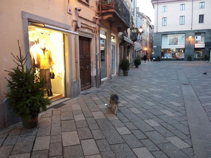 Gli alberi di Nessuno