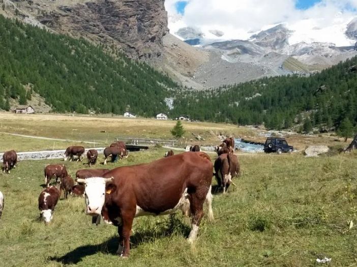 Pubblicato il regolamento del Concorso Modon d'Or 2026 per la migliore Fontina DOP d'Alpeggio
