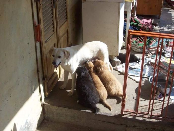 Dolore per la morte di Jolie Dolore per la morte di Jolie