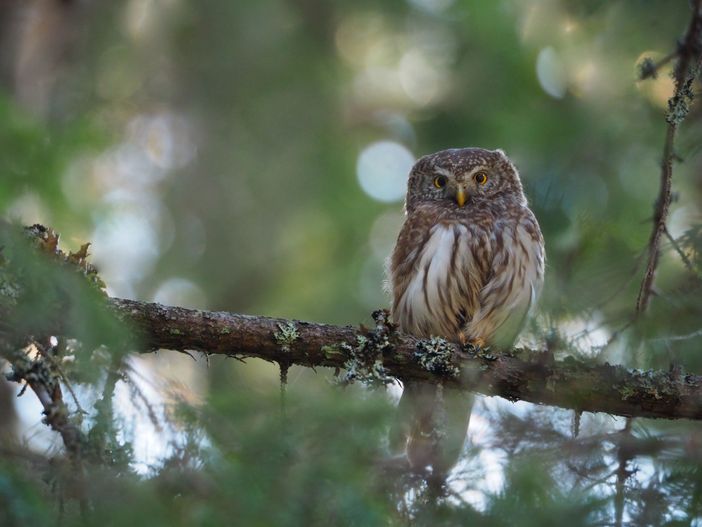 Civetta nana Civetta nana