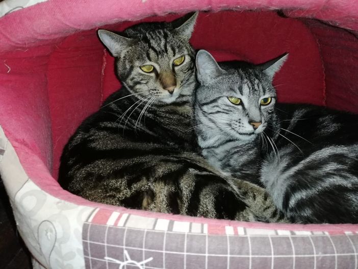 I gemelli Tictac e Teo I gemelli Tictac e Teo