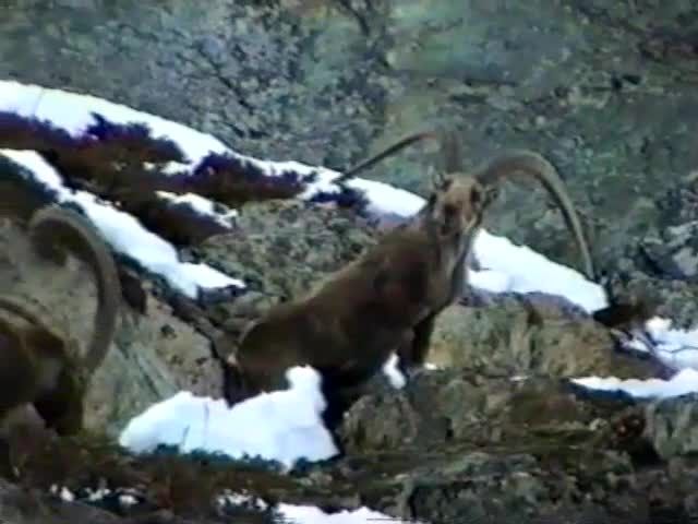 SULTANO: La storia raccontata dal Parco Nazionale del Gran Paradiso