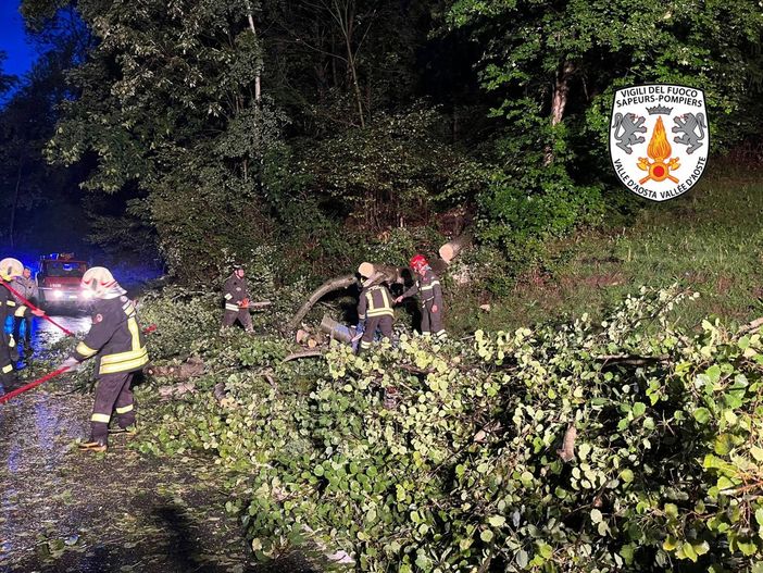 Cade albero a Cuinsod Cade albero a Cuinsod