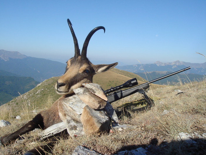 Il commercio di corna degli animali vale tre milioni di euro