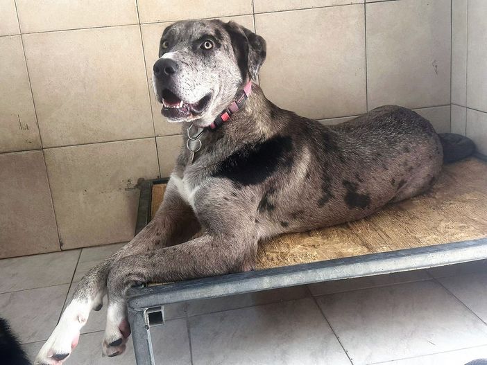 ONDA DOLCISSIMA TIPO ALANO