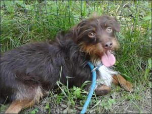 DARWIN - ADOZIONE DEL CUORE TORINO DARWIN - ADOZIONE DEL CUORE TORINO