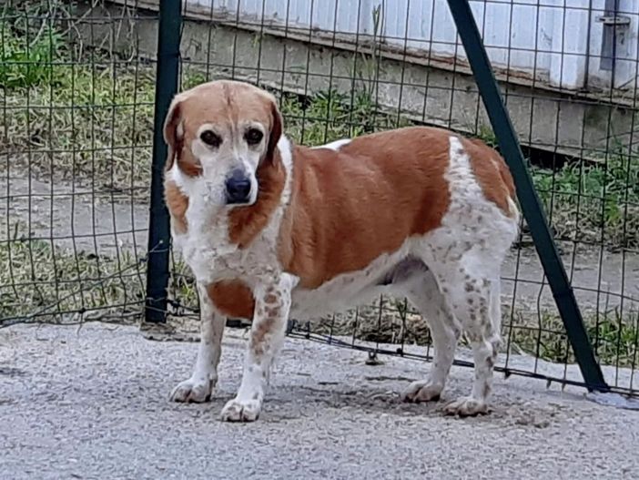 Dall'Arca di Piera onlus, Via Valgioie 34, località Prabernasca, Rivalta