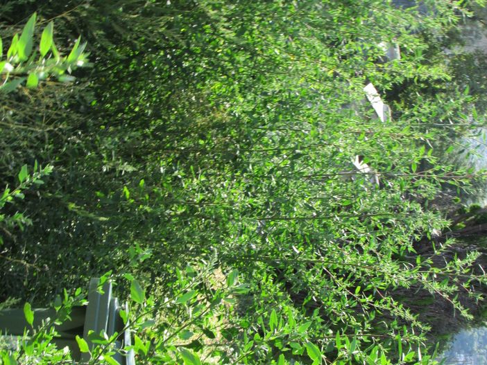 Erbacce alte due metri tra le lapidi dello storico cimitero di Sant'Orso