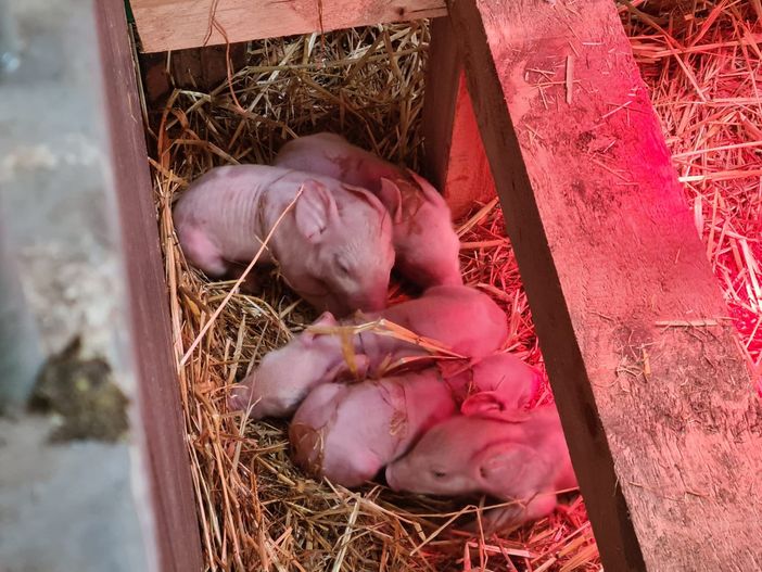 I primi mailalini nati questa mattina. Credit: House of Animals