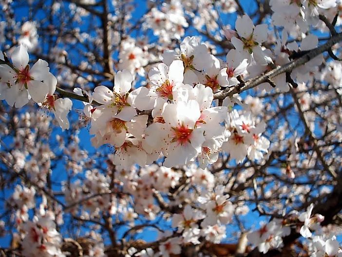 PAPA: Come il fiore di mandorlo