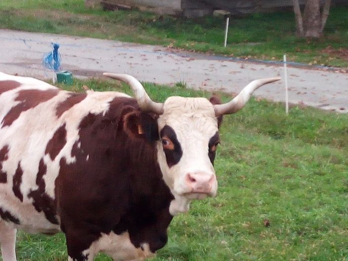 Contributo all’Arev per il programma di rimozione e distruzione  dei capi di bestiame