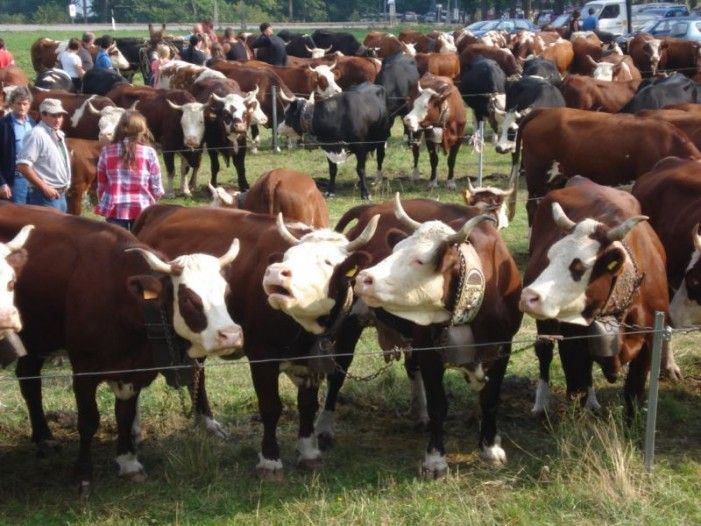 Programma di sviluppo rurale:  al via le domande per il sostegno alla promozione dei prodotti agricoli