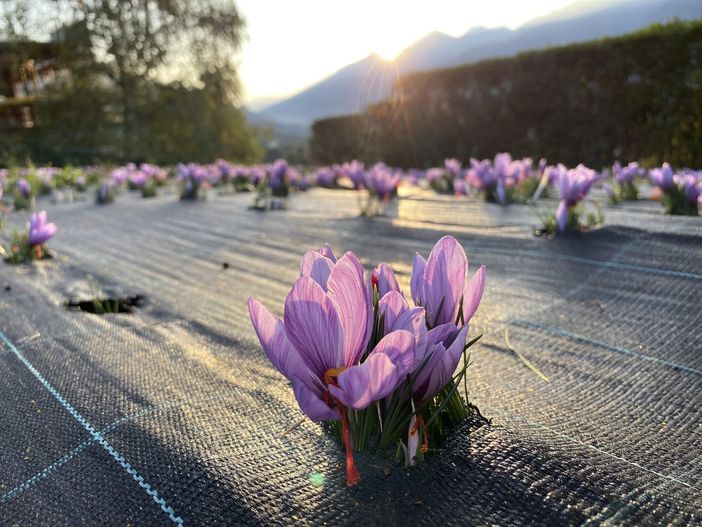 Due medaglie d'oro per l'Amaro EBO LEBO Gran Riserva Ottoz Due medaglie d'oro per l'Amaro EBO LEBO Gran Riserva Ottoz
